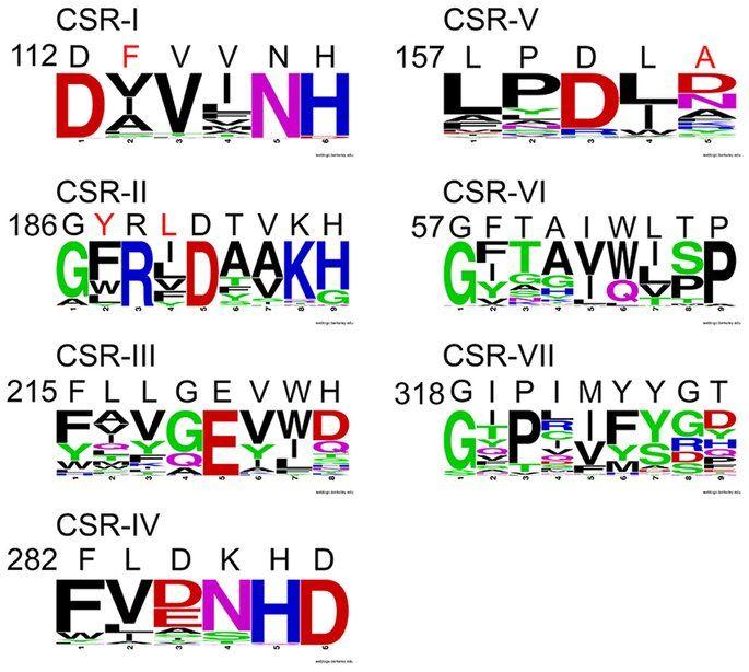 Seven Letter Logo - Sequence logos of the seven CSRs based on the mixture of various ...