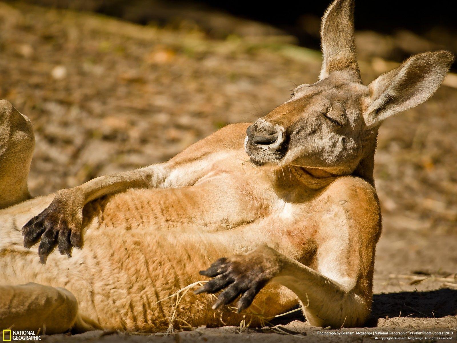 Cool Kangaroo Logo - Just some Cool Kangaroos