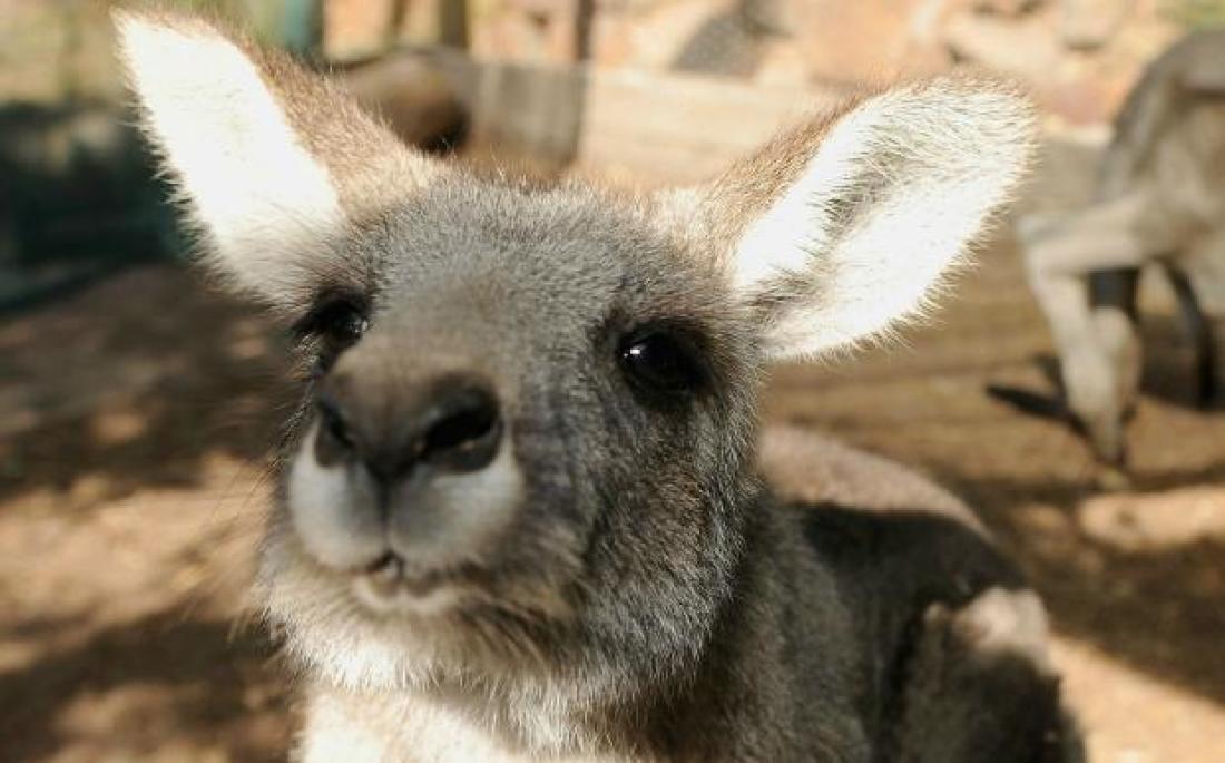 Cool Kangaroo Logo - 9 Cool Kangaroo Facts | Mental Floss