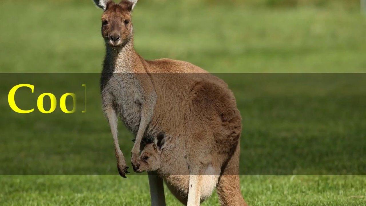 Cool Kangaroo Logo - Cool and Fun Facts about Kangaroo - YouTube