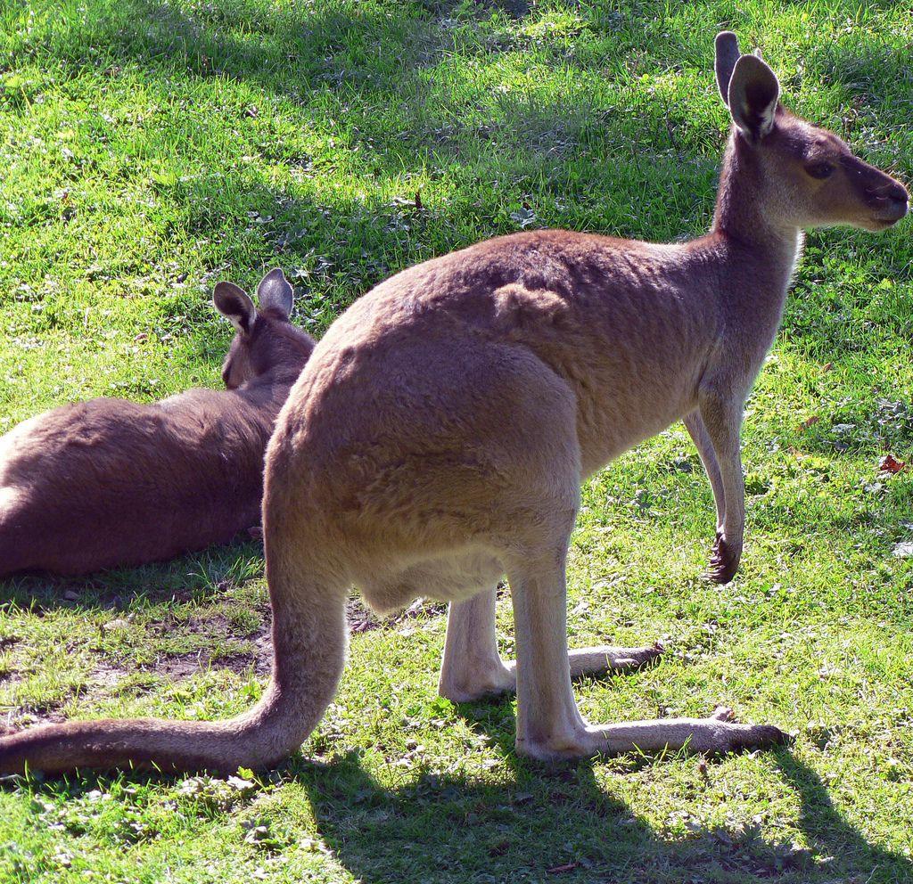 Cool Kangaroo Logo - Cool Kangaroo. Kangaroo, Chester Zoo