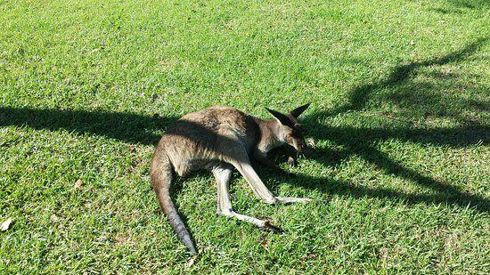 Cool Kangaroo Logo - Cool kangaroo on the hostel grounds!!! of Melaleuca