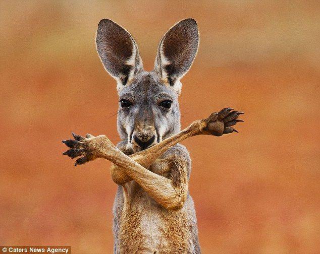 Cool Kangaroo Logo - Roo-d Boy: Kangaroo strikes gangster pose in the outback | Fun stuff ...