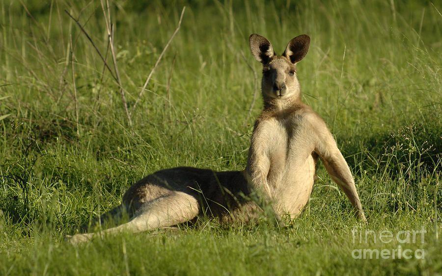 Cool Kangaroo Logo - Kangaroo Playing It Cool Photograph