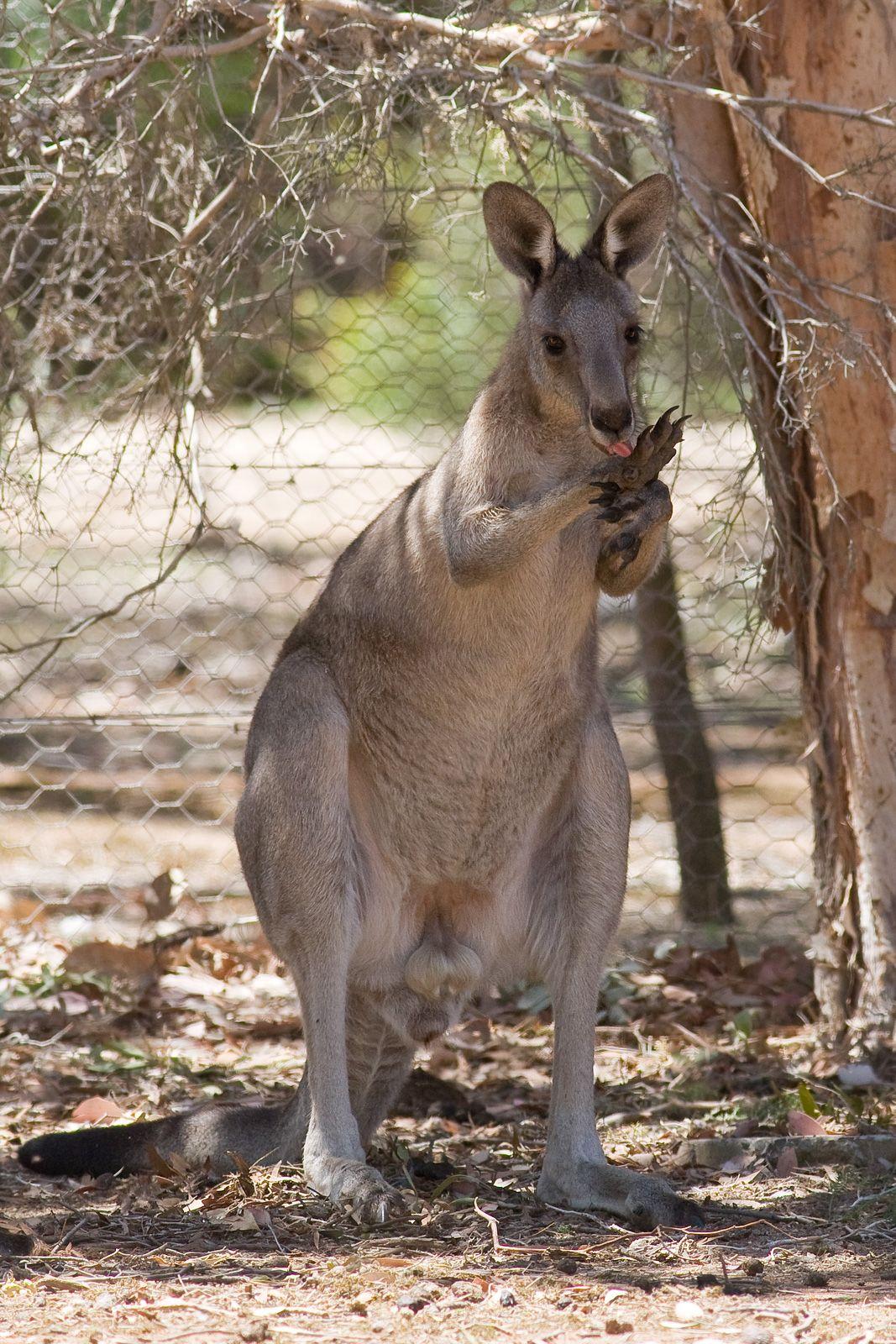 Cool Kangaroo Logo - File:Kangaroo licking itself to cool.jpg - Wikimedia Commons