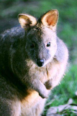 Cool Kangaroo Logo - Fed a Kangaroo! Unique, cool experience & a place with a great cause ...