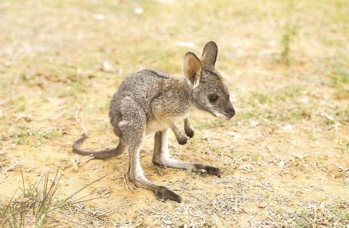 Cool Kangaroo Logo - Some pretty cool Kangaroos!