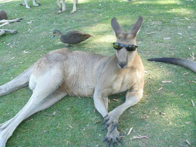 Cool Kangaroo Logo - For The Love Of Guinea Pigs!