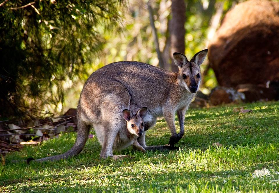 Cool Kangaroo Logo - 15 Amazing And Cool Facts About Kangaroos That You Didn't Know