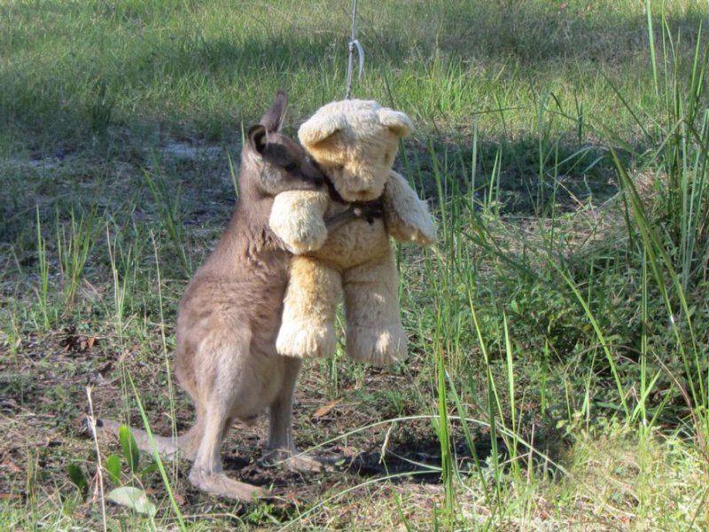 Cool Kangaroo Logo - Very cool picture of baby kangaroos