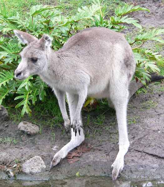 Cool Kangaroo Logo - Unique Facts about Oceania: Kangaroo