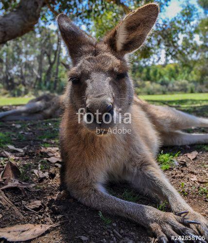 Cool Kangaroo Logo - Cool Kangaroo In Tasmania, Australia And Royalty Free