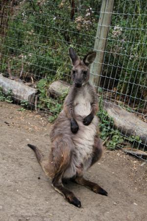 Cool Kangaroo Logo - Cool Kangaroo of Kangaroo Creek Farm, Lake Country