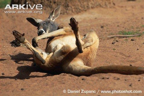 Cool Kangaroo Logo - Red kangaroo photo - Macropus rufus - G59334 | Arkive