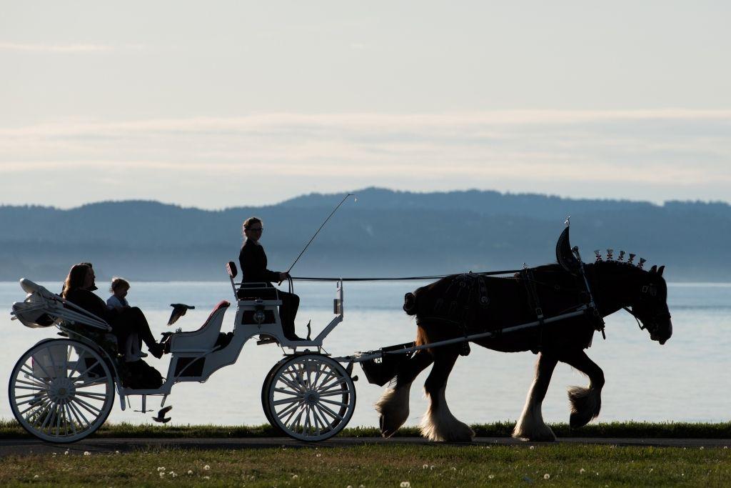 Horse and Buggy Logo - Tally-Ho Tours – We are the oldest sightseeing tour company in ...