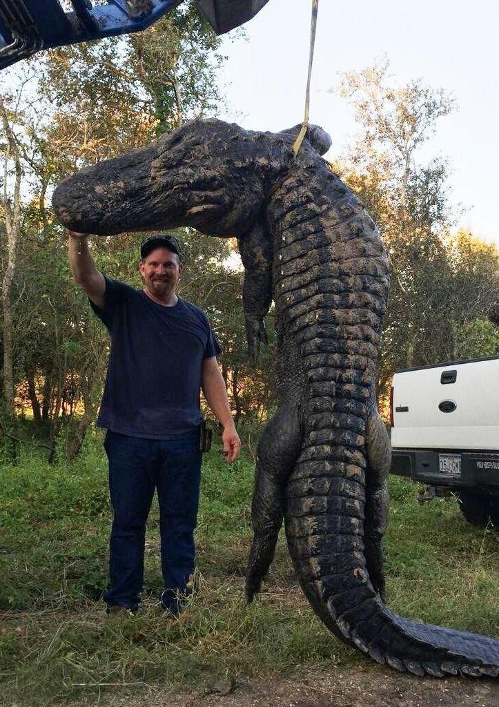 Alligator Hunter Logo - Monster alligator captured near Dayton - Houston Chronicle