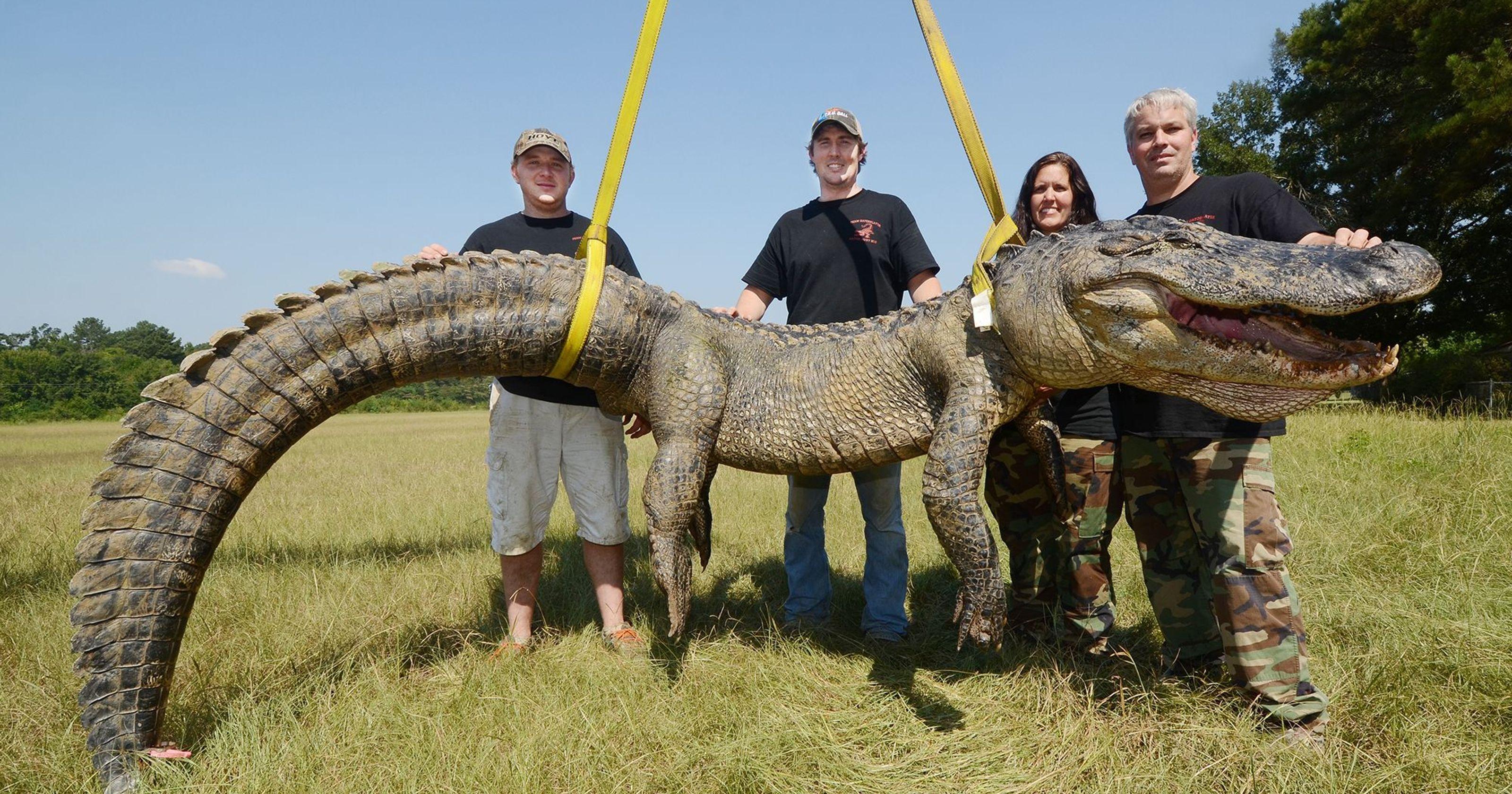 Alligator Hunter Logo - Gator Tales: Top alligator hunters share their tips