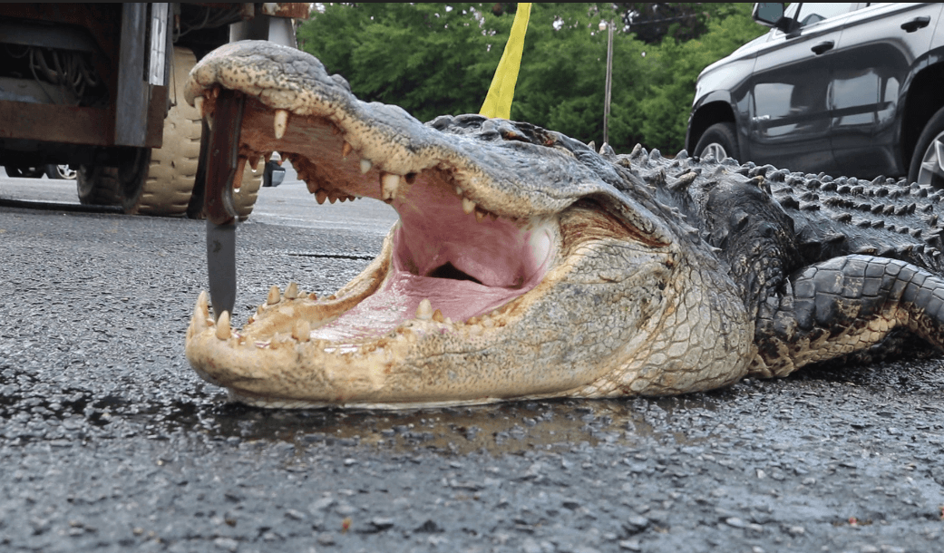 Alligator Hunter Logo - Alligator hunting season: Pensacola charter catches 12-foot gator