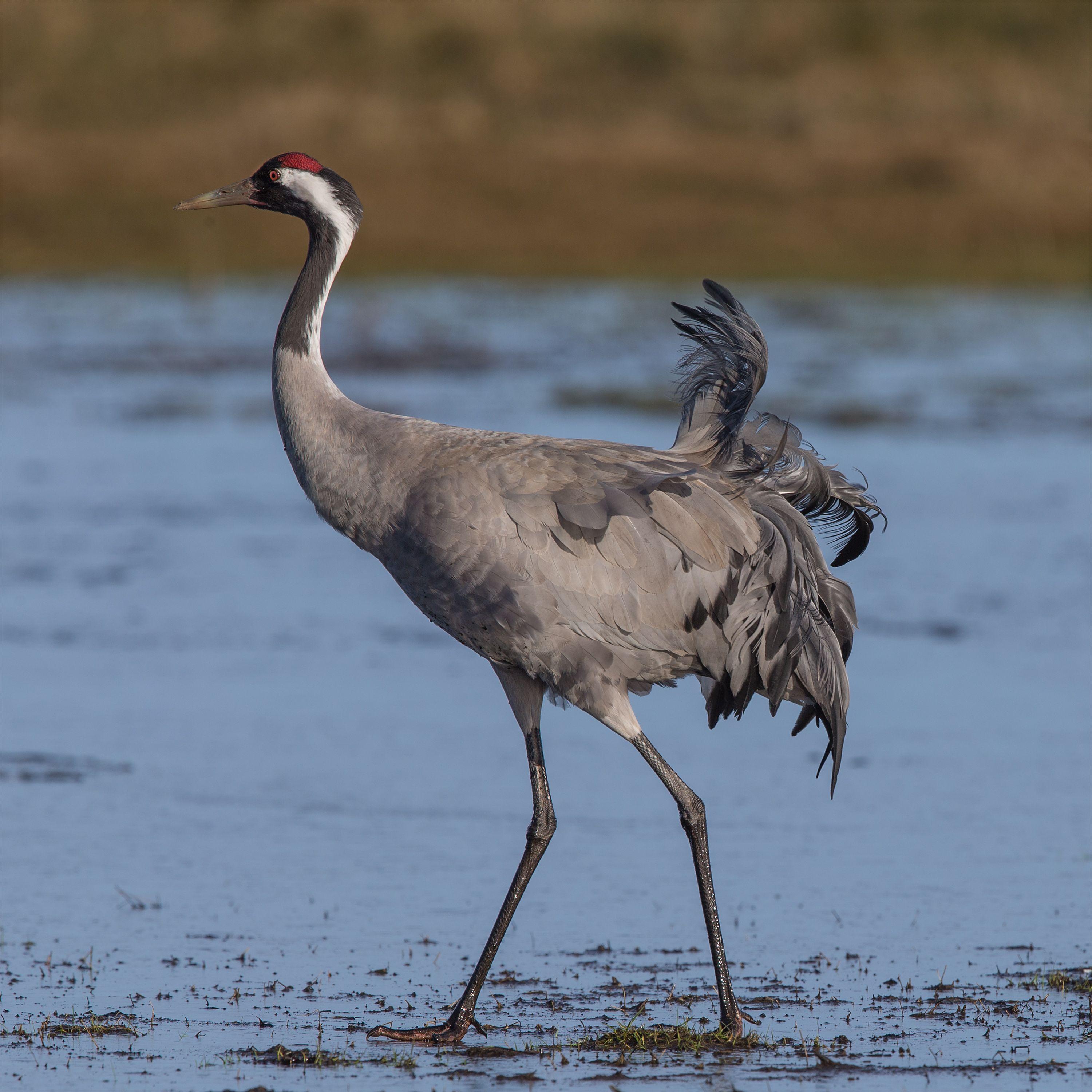 Red Crane Circle Logo - Common crane