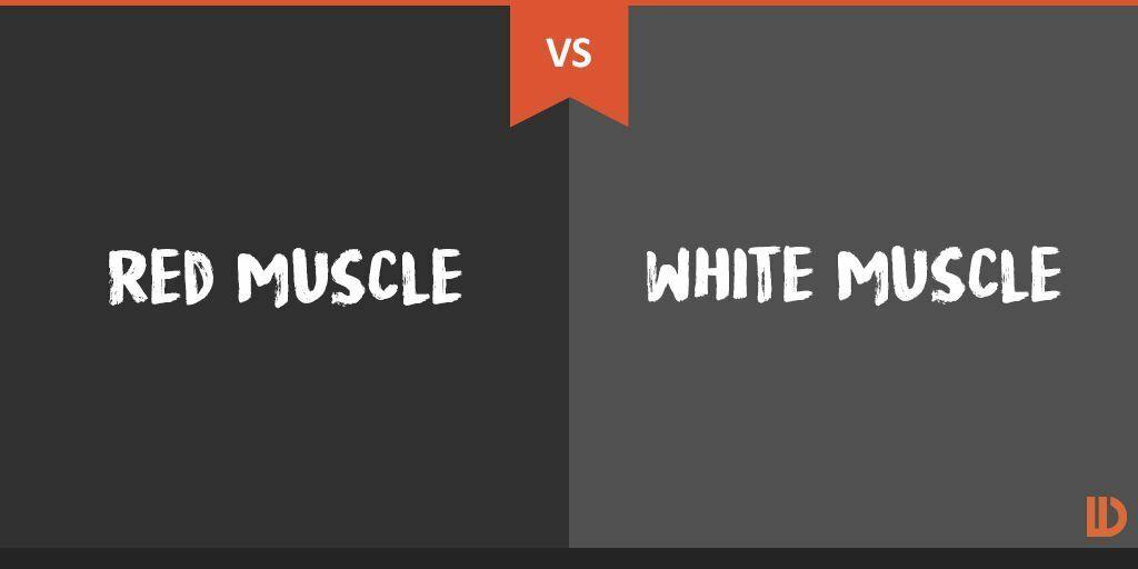 Red White and vs Logo - Difference Between Red Muscle vs. White Muscle – Difference Wiki