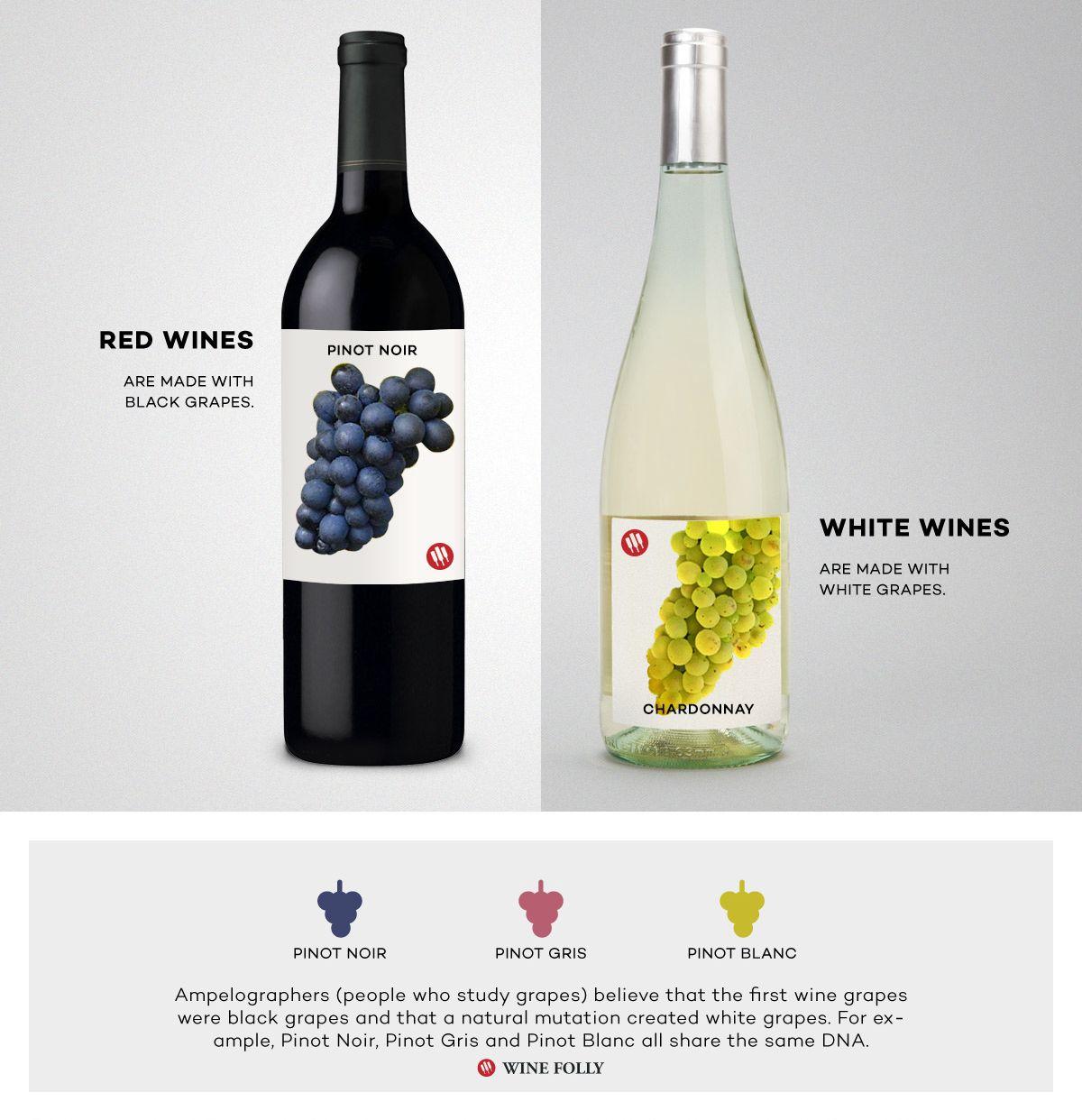 Red White and vs Logo - Red Wine vs White Wine: The Real Differences | Wine Folly