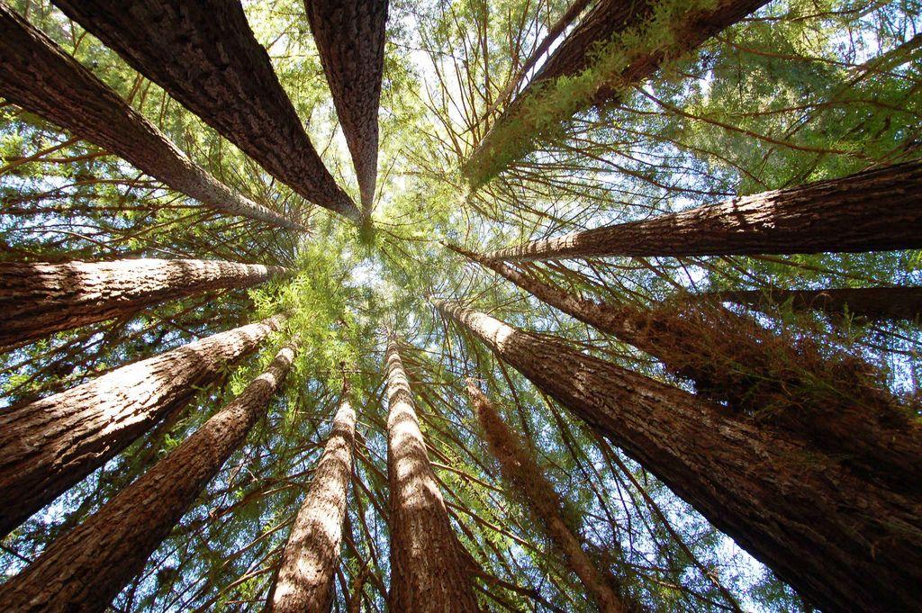 Redwood Tree Circle Logo - Circle of Redwood Trees Near Santa Cruz Mystery Spot