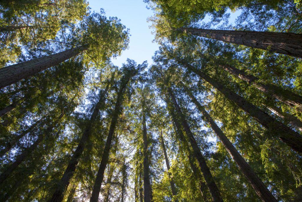 Redwood Tree Circle Logo - Redwood Tree Circle, CA | jasontoddphoto