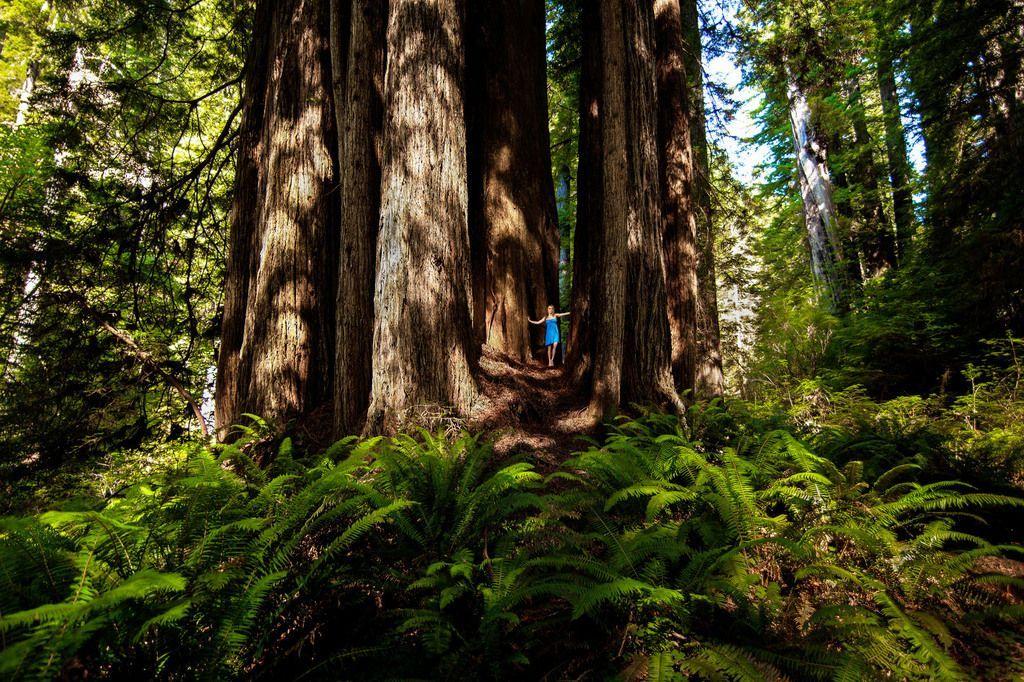 Redwood Tree Circle Logo - A redwood circle all grew from the root system of one old