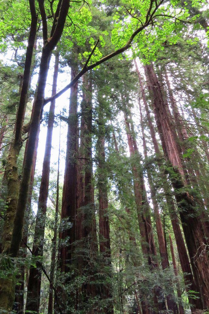 Redwood Tree Circle Logo - Family circle of Redwood trees Muir Woods National Monumen