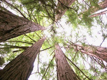 Redwood Tree Circle Logo - Steve Harper - Redwoods