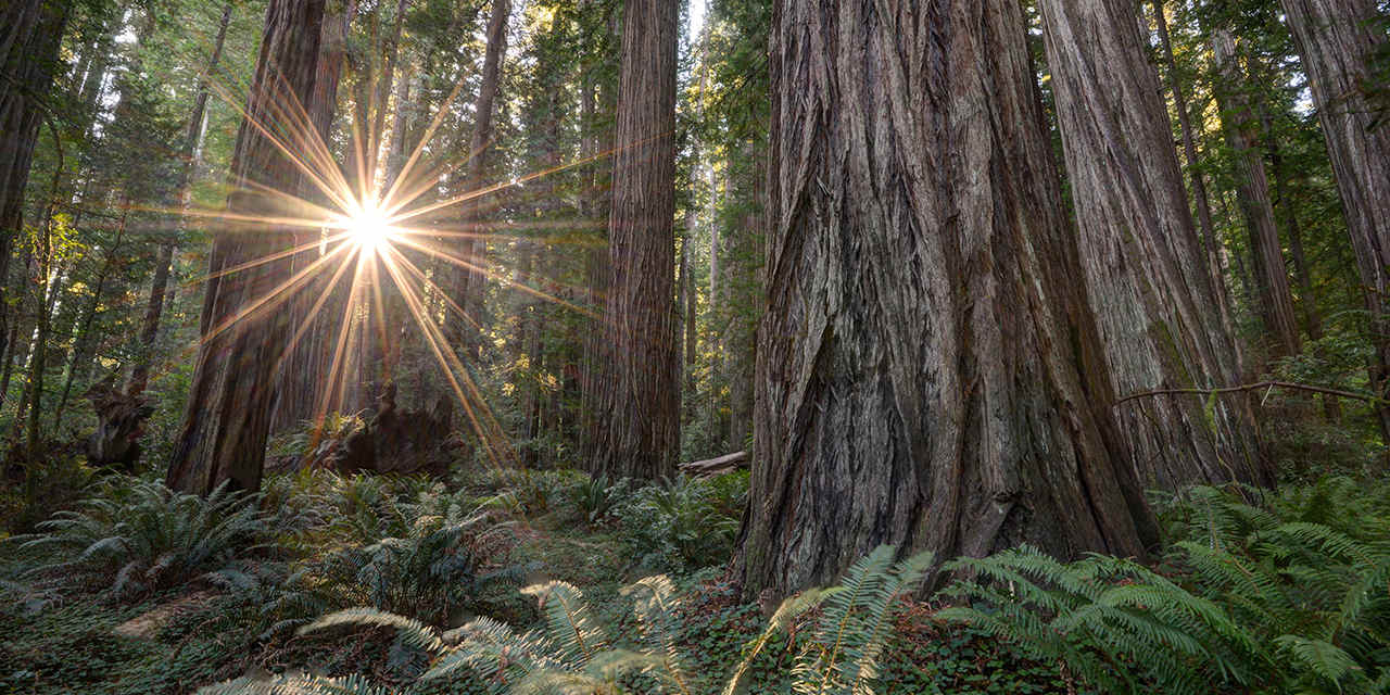 Redwood Tree Circle Logo - Insider's Guide to California's Redwood Coast and Parks