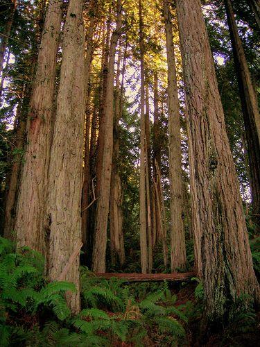 Redwood Tree Circle Logo - Late-Autumn Camping on the Sonoma Coast : Cleared for Takeoff - The ...