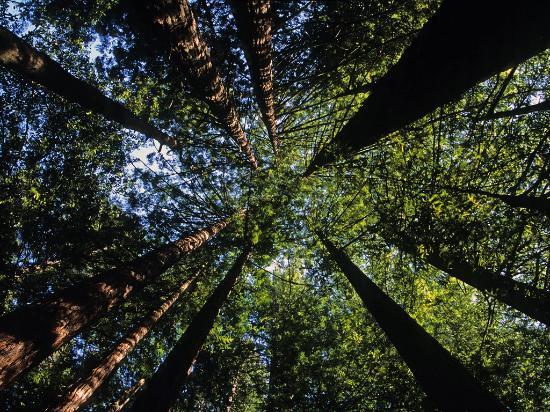 Redwood Tree Circle Logo - Circle of Redwood Trees - Photo courtesy of Denis Jockmans - Felton ...