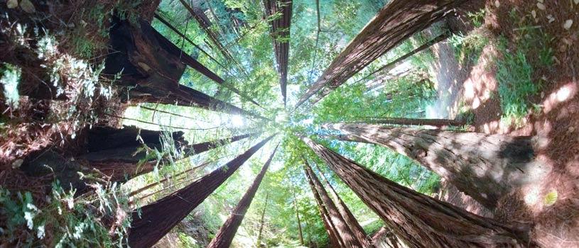 Redwood Tree Circle Logo - The Surprising Science of Redwood Tree Fairy Rings