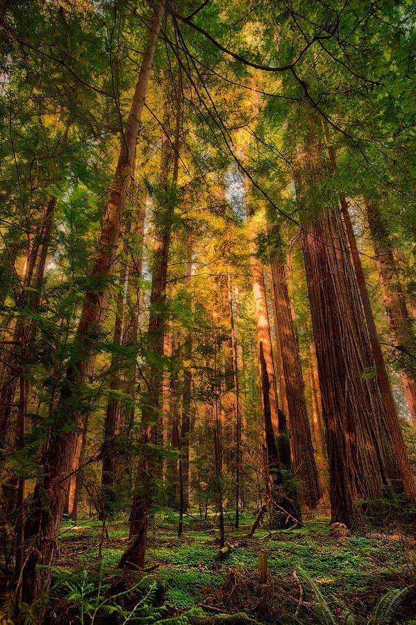 Redwood Tree Circle Logo - ✯ Circle Of Light Redwoods. Amazing ✈ World