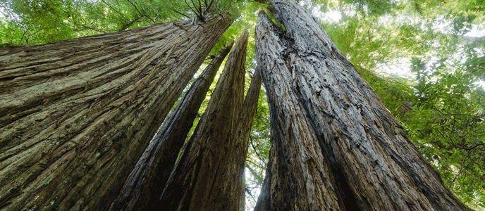 Redwood Tree Circle Logo - Tall Trees - Redwood National and State Parks (U.S. National Park ...