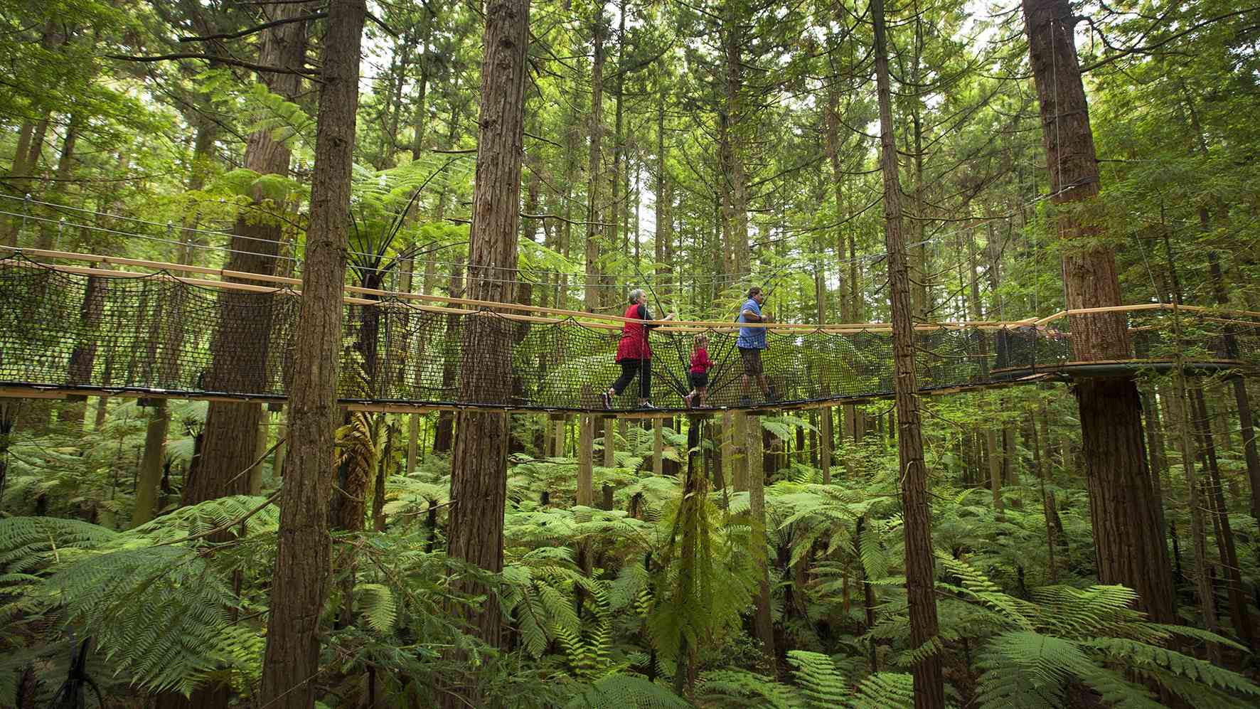 Redwood Tree Circle Logo - Redwoods Treewalk Rotorua