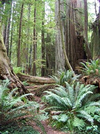 Redwood Tree Circle Logo - Prairie Creek circle walk - Picture of Redwood National Park ...