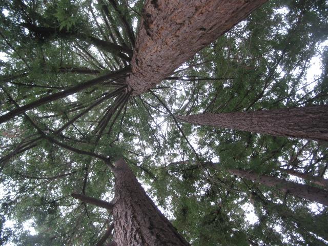 Redwood Tree Circle Logo - A Surprise Circle of Redwoods