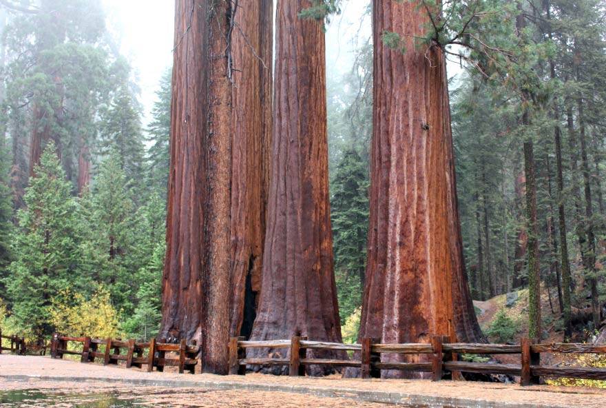 Redwood Tree Circle Logo - Things To Do in Sequoia & Kings Canyon National Parks