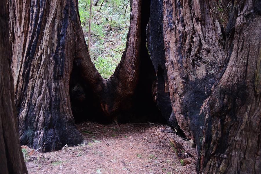 Redwood Tree Circle Logo - Redwood Family Circle Photograph by Warren Thompson