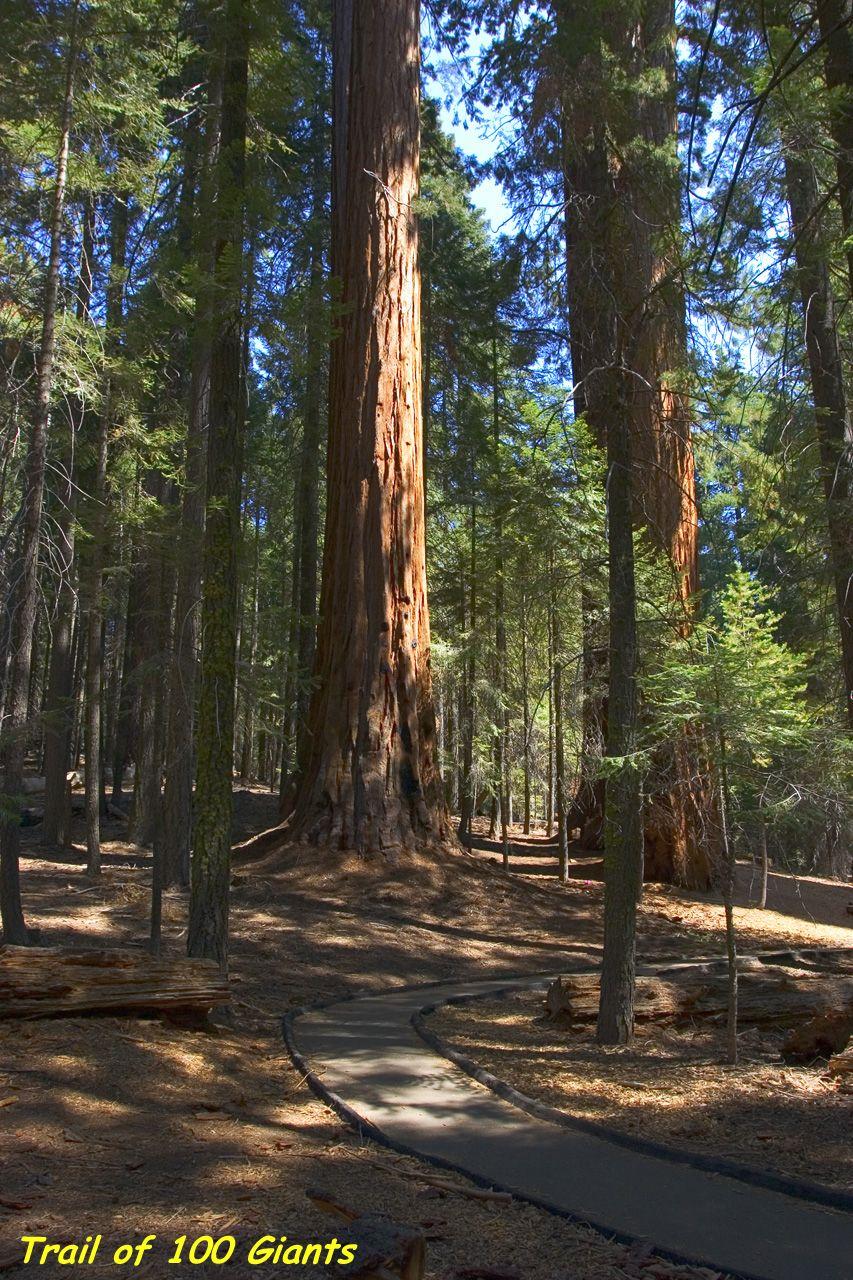 Redwood Tree Circle Logo - Sequoia National Forest Of 100 Giants Trail (Long Meadow Grove)