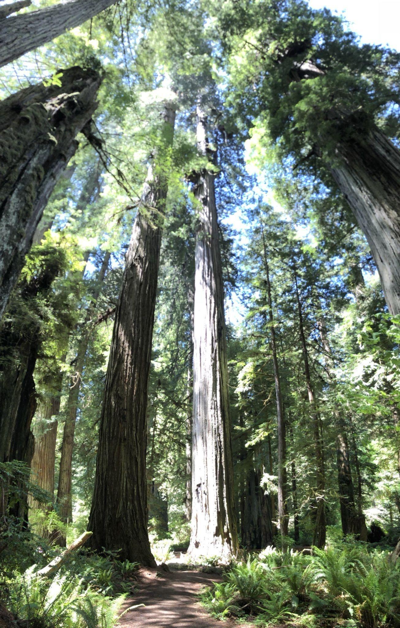 Redwood Tree Circle Logo - Big Tree Circle Trail - California | AllTrails