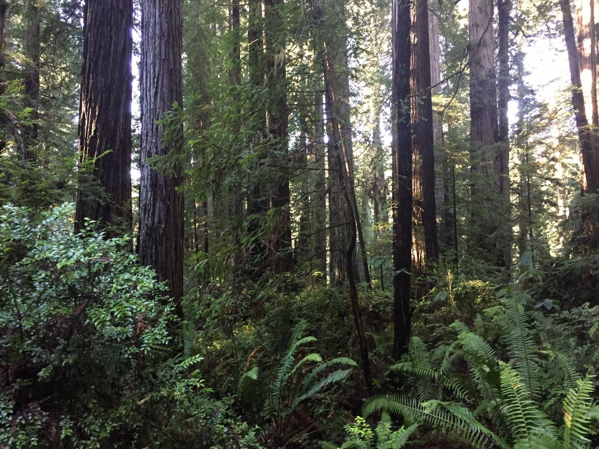 Redwood Tree Circle Logo - Big Tree Circle Trail - California | AllTrails