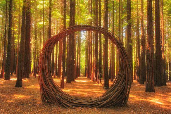 Redwood Tree Circle Logo - Redwood Forest Tree Art