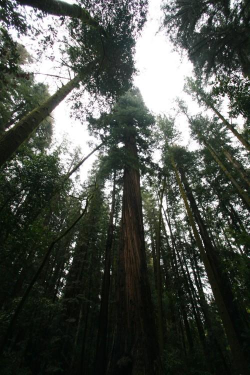 Redwood Tree Circle Logo - Looking up at Redwoods