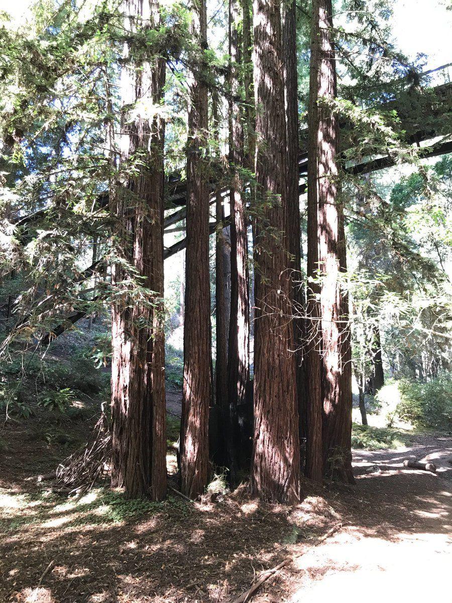 Redwood Tree Circle Logo - Rachel Olson on Twitter: 