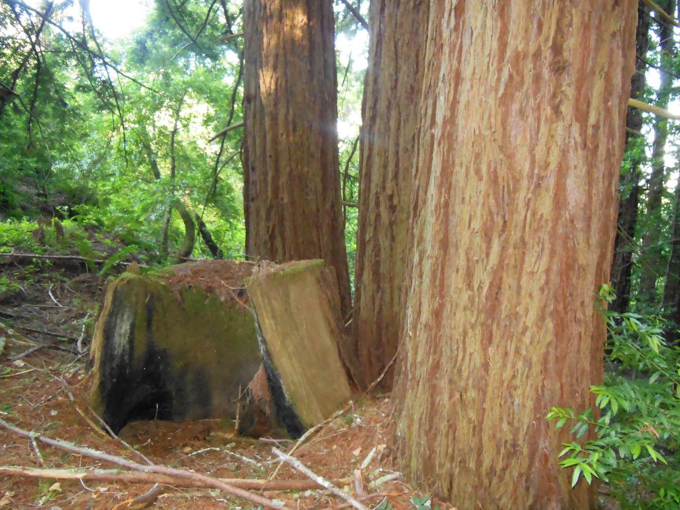 Redwood Tree Circle Logo - Stone Circles | Time Tells