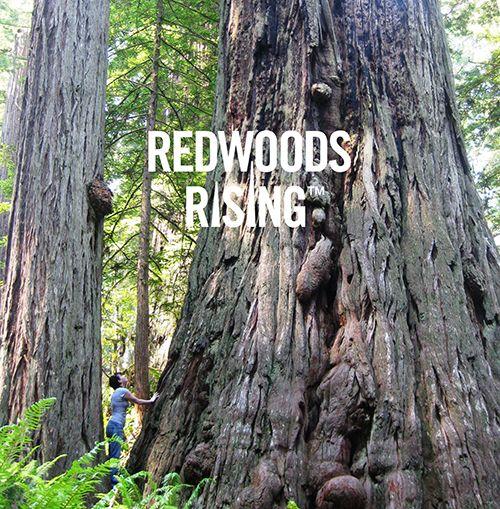 Redwood Tree Circle Logo - Redwoods Rising main National and State Parks U.S