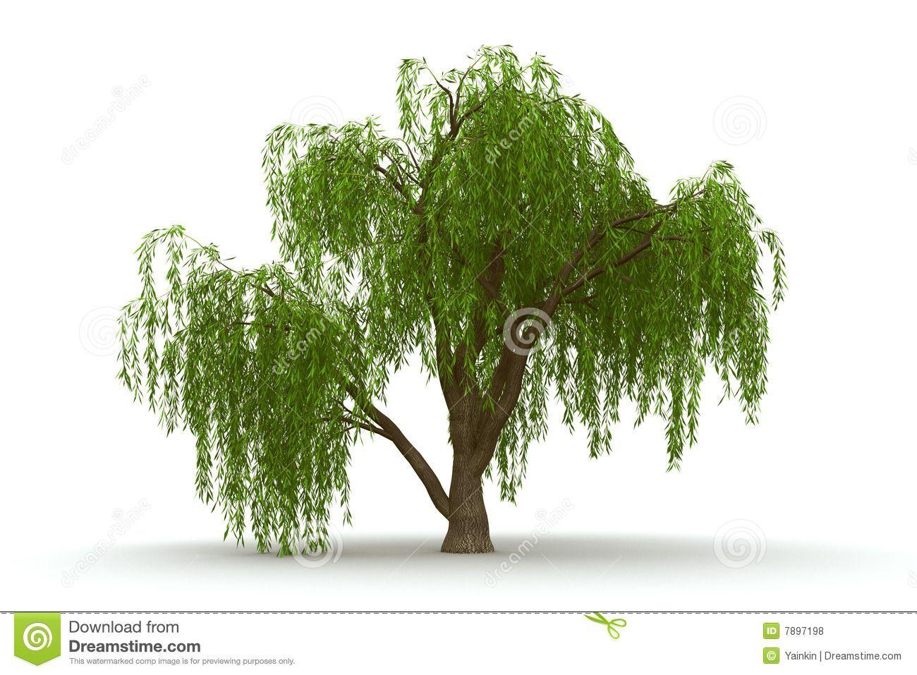 Willow Tree Logo - free willow tree logo - Google Search | Ideas for the House | Green ...